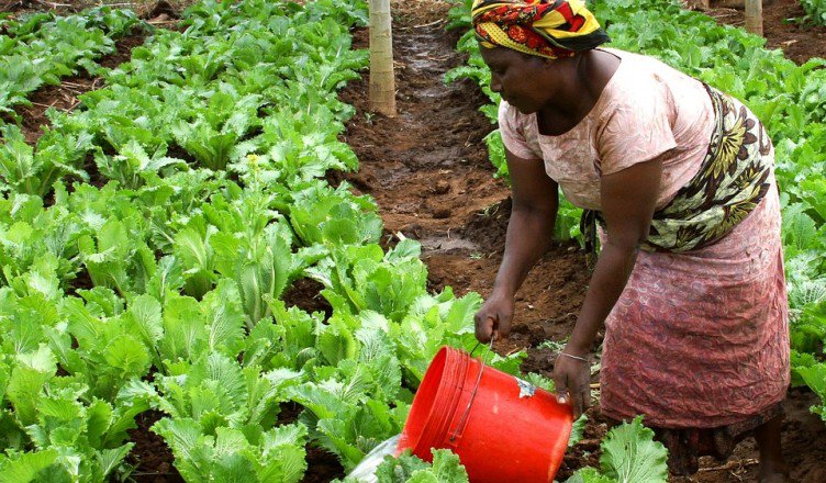 RTS1_Senegal's tweet photo. Le président de la République, a annoncé, jeudi, le démarrage d’un programme de 30 milliards de FCFA destiné à promouvoir l’entreprenariat et l’emploi des femmes et des jeunes, affirmant sa volonté de poursuivre les reformes favorisant un meilleur accès de la femme à la terre https://t.co/a1lf5lNjUQ