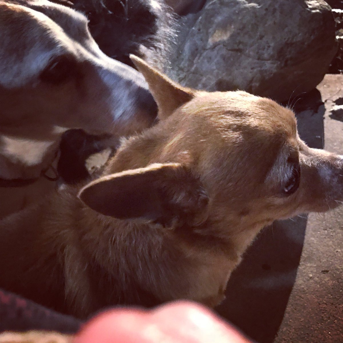 ForeverDreamSDS's tweet photo. Everyone huddling together not wanting the rain this morning. #rainydaymonday #wetpups #wetseniors #foreverdreamseniordogs #loveseniordogs #seniordogsarebest #hellomondaymorning #savethemall🐾 https://t.co/NTi9D24Gpq