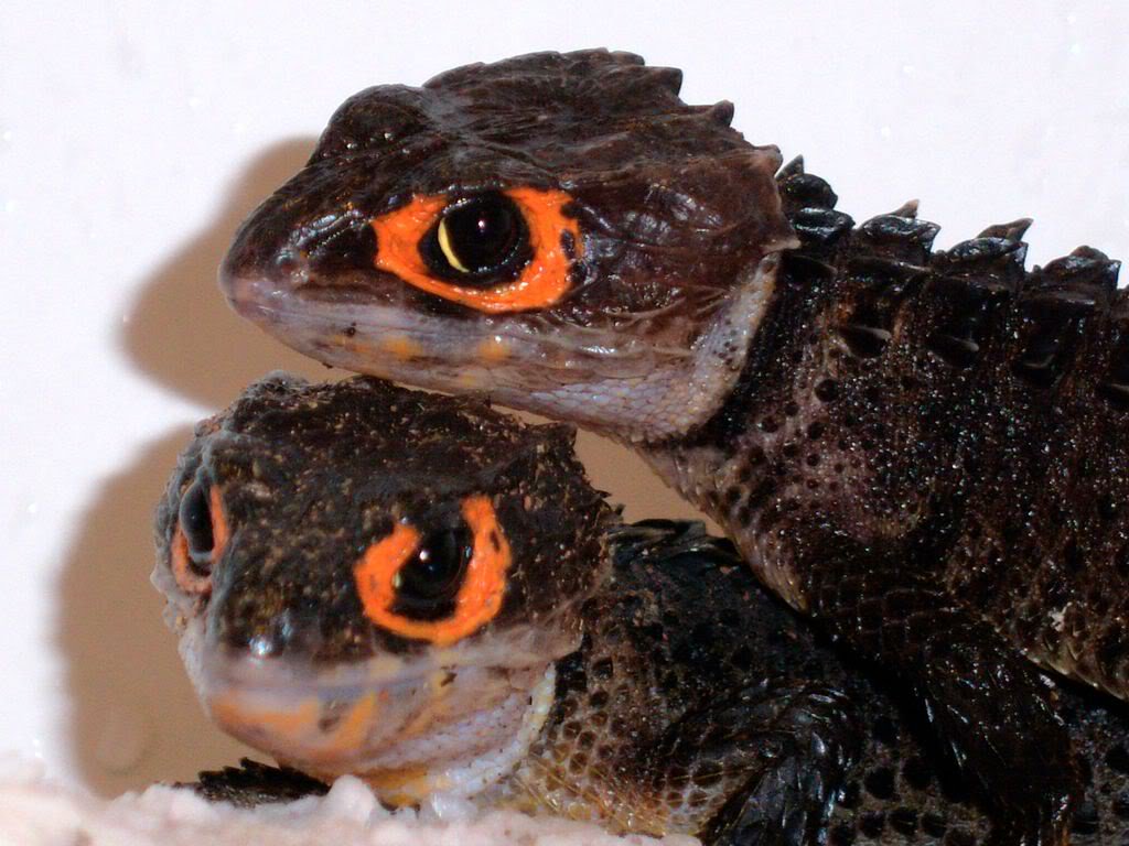 PSA: These are Red-eyed Crocodile Skinks, endemic to New Guinea and also lo...