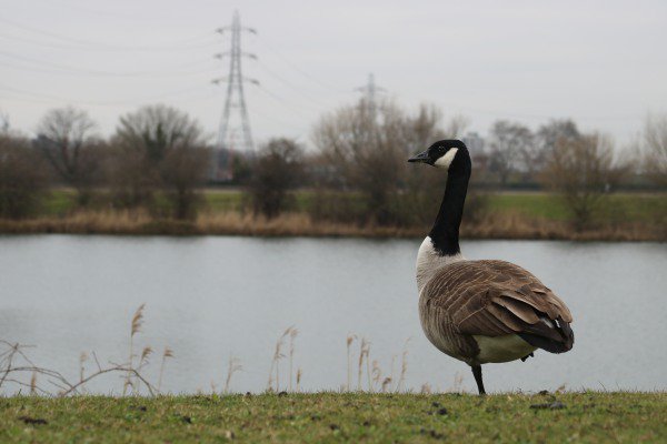 ReikiTim's tweet image. A few photos I took on Saturday on the Wildlife photography course @E17Wetlands with  @naturebygreen  A great learning experience, and a wonderful place to practice. I'll be back soon. I need more practice. Thank you.