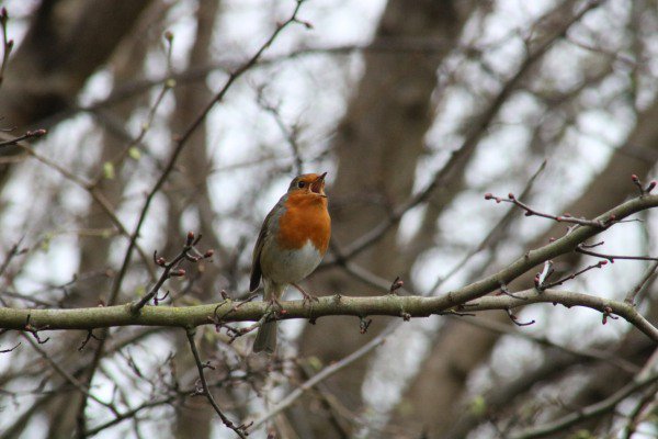 ReikiTim's tweet image. A few photos I took on Saturday on the Wildlife photography course @E17Wetlands with  @naturebygreen  A great learning experience, and a wonderful place to practice. I'll be back soon. I need more practice. Thank you.