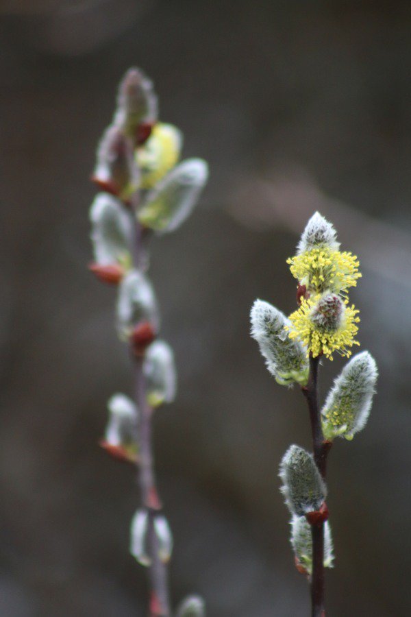 ReikiTim's tweet image. A few photos I took on Saturday on the Wildlife photography course @E17Wetlands with  @naturebygreen  A great learning experience, and a wonderful place to practice. I'll be back soon. I need more practice. Thank you.