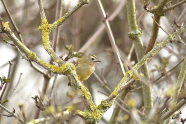 ReikiTim's tweet image. A few photos I took on Saturday on the Wildlife photography course @E17Wetlands with  @naturebygreen  A great learning experience, and a wonderful place to practice. I'll be back soon. I need more practice. Thank you.