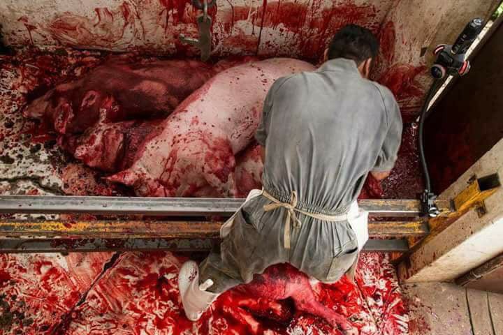 heartcureco's tweet photo. The reality of #nationalbutchersweek 

These animals do not want to die, help save them and be vegan 💛 https://t.co/GXzG4PgaYI