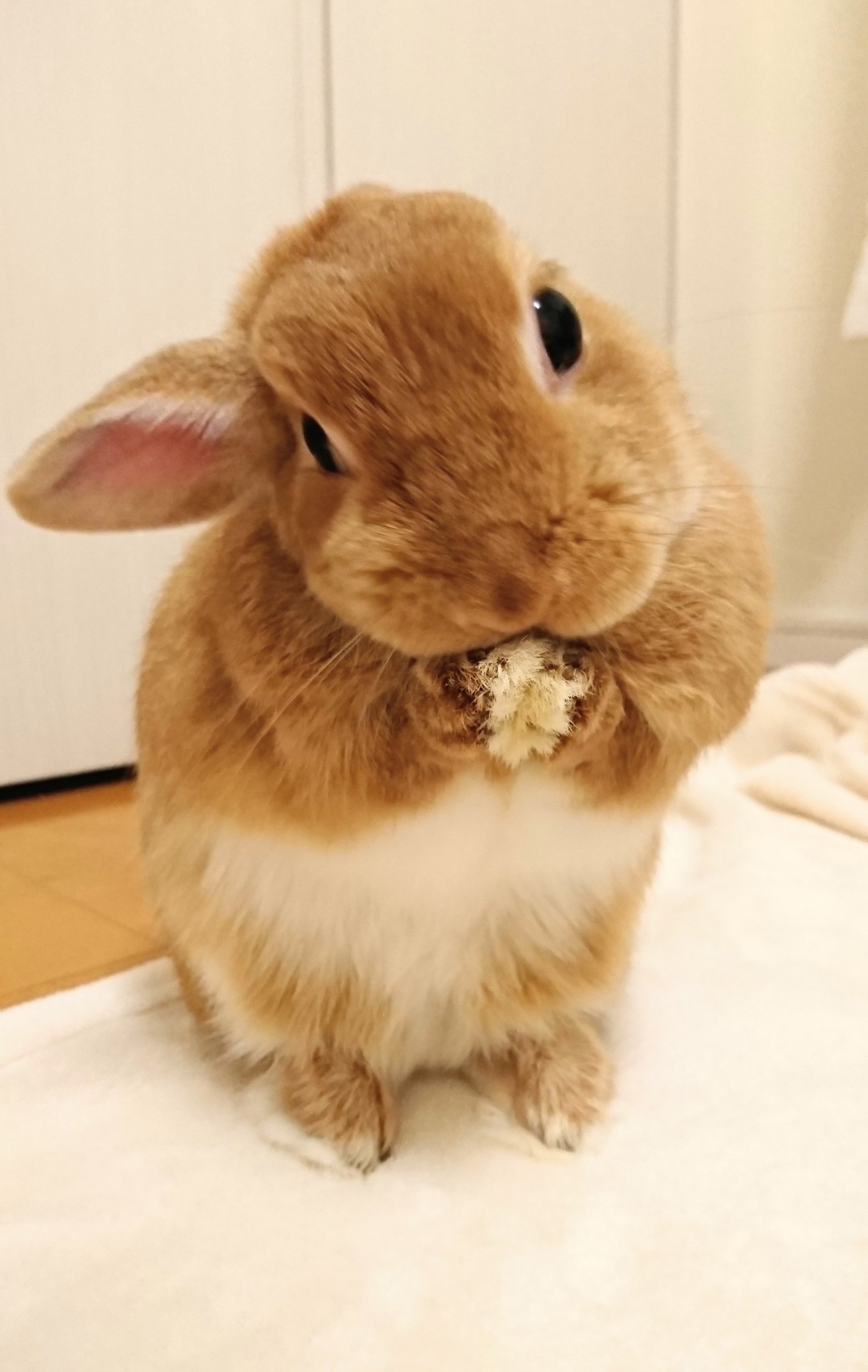 うさぎのモモ Auf Twitter 毛づくろいをしているだけなのに この可愛らしさ うさぎさんは最高です