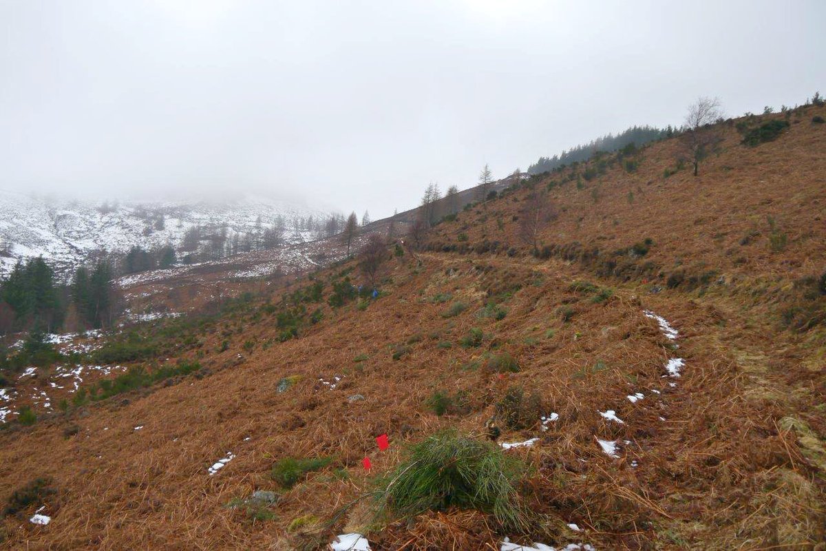 savebutterflies's tweet photo. Huge thanks to the volunteers who joined @BC_Highland at Glen Orrin near Muir of Ord over the weekend, and braved freezing conditions to improve habitat for Pearl-bordered and Small Pearl-bordered Fritillary butterflies on our #BCActionDay to celebrate #BC50th Anniversary. https://t.co/Ug9Un3GPrT