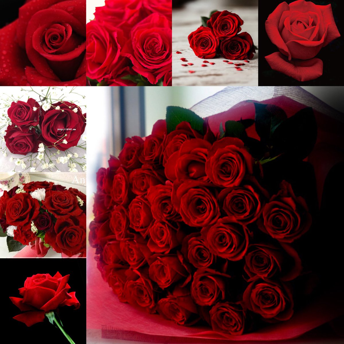 Saya على تويتر 大好きな花 真紅の薔薇 深みのある紅が好きです 美しい薔薇棘もあるけどその棘も好き こんな綺麗な薔薇でも 彼女の方が遥かに美しく気高い 街乃あかり