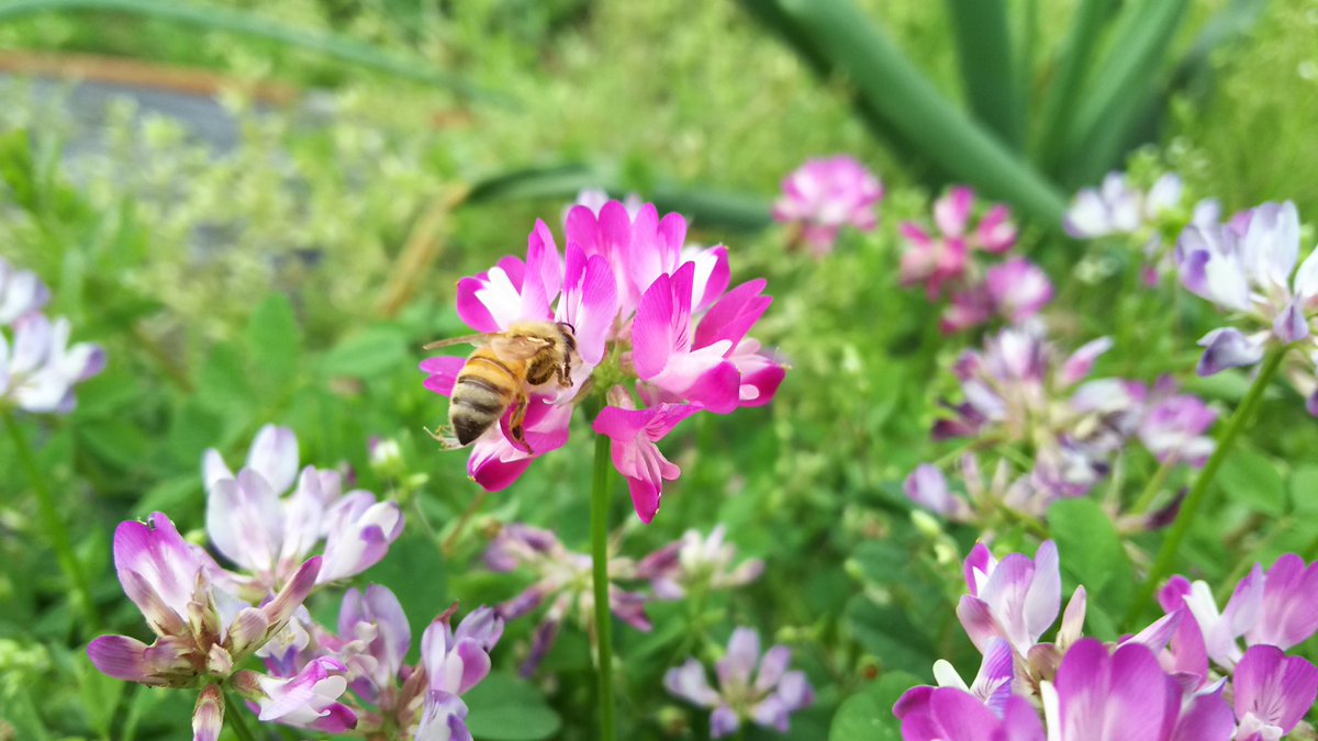 れんげ草 れんげ草