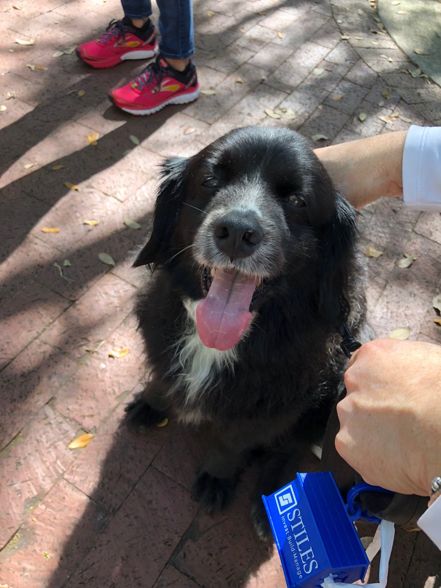 stilesbuild's tweet photo. @StilesCRE was the top pack at @HumaneBroward Walk for the Animals for the 7th year in a row raising over $47K.  Tim Miller of @stilesbuild was the top fundraiser raising over $10,000.  Thanks to all that participated in a great event for a great cause. https://t.co/rAGJRTmHFb