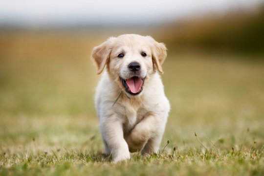 EApcompsci's tweet image. Hello Twitter! Here is a cute dog to make your Monday better