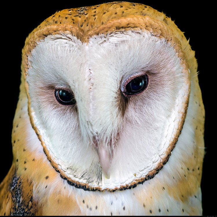 Check out the new Wild Ontario exhibit at the <a href="/NiagaraParks/">Niagara Parks</a> Butterfly conservatory and meet a variety of mammals, birds, reptiles and amphibians! #DiscoverON #MarchBreak #NiagaraFalls niagaraparks.com/events/event/w…