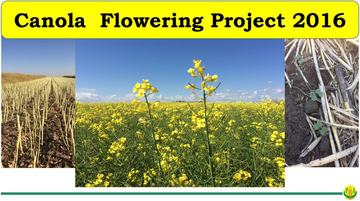 Backyard Canola Flowering Project #canola #agronomy #westcanag #nwsk 
youtu.be/GLpG2wZtxjY