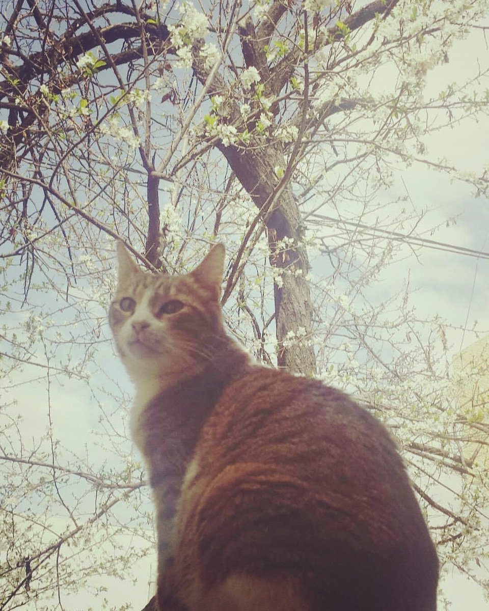 amiral_89's tweet photo. Worship me Hooman! I made it flower 🐱🌸🌹🌷🌺🌻🌼🌿🌞 #cats #spring #catpicture https://t.co/oA7F2PmabH