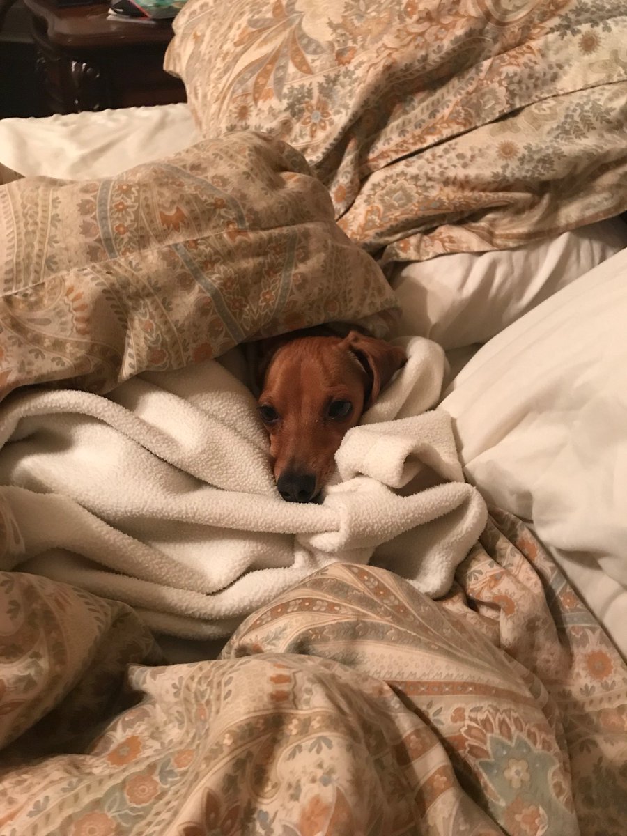 Today is about what Frank the Dachshund does best. Happy #NationalNappingDay to all! 💤