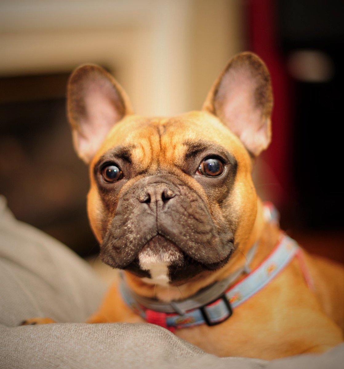 c_lev_'s tweet photo. did my dad actually just have a photo shoot w my dog yes yes he did https://t.co/t6X3DLBwVd
