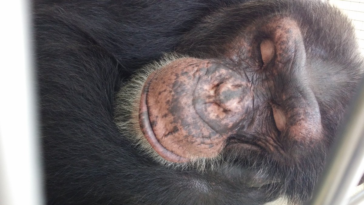 SaveTheChimps's tweet photo. #NationalNappingDay = Best holiday ever!
#CaponeTheChimp #TeaTheChimp https://t.co/mB3S02i8cS