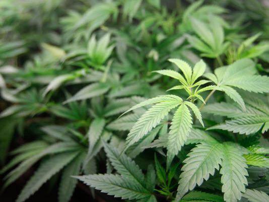 961wefm's tweet photo. No one was arrested but cops uprooted and destroyed 150 fully grown marijuana plants in Williamsville on Sunday afternoon.

   They put a value of  TT$150,000  on the ganja which they found  four miles off the Williamsville Main Road, in a forested area.

     The police fou… https://t.co/EA09QGXk2a