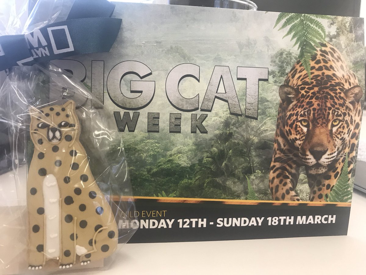 tvguideshows's tweet photo. We just got the cutest cookie from @NatGeoUK to celebrate the launch of #BigCatWeek! How can we eat this guy? 🐆 https://t.co/gCbVRKWlVF