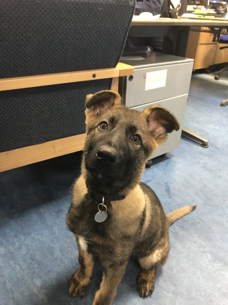 MetTaskforce's tweet image. Meet one of taskforce’s newest recruits. PD Riggs. Here he is  booking on for duty.  Someone tell him he’s got some training to do 1st. #policedog
