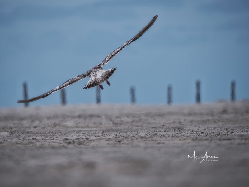 mikeahrens_'s tweet photo. Seemöwe am Strand von @TZSPO #seagull #stpeterording #peterording #beach #northsea #germany #birdwhatching #bird #spreadyourwings #beachvibes #beachlife #fauna #flying https://t.co/wcGtcozlHE