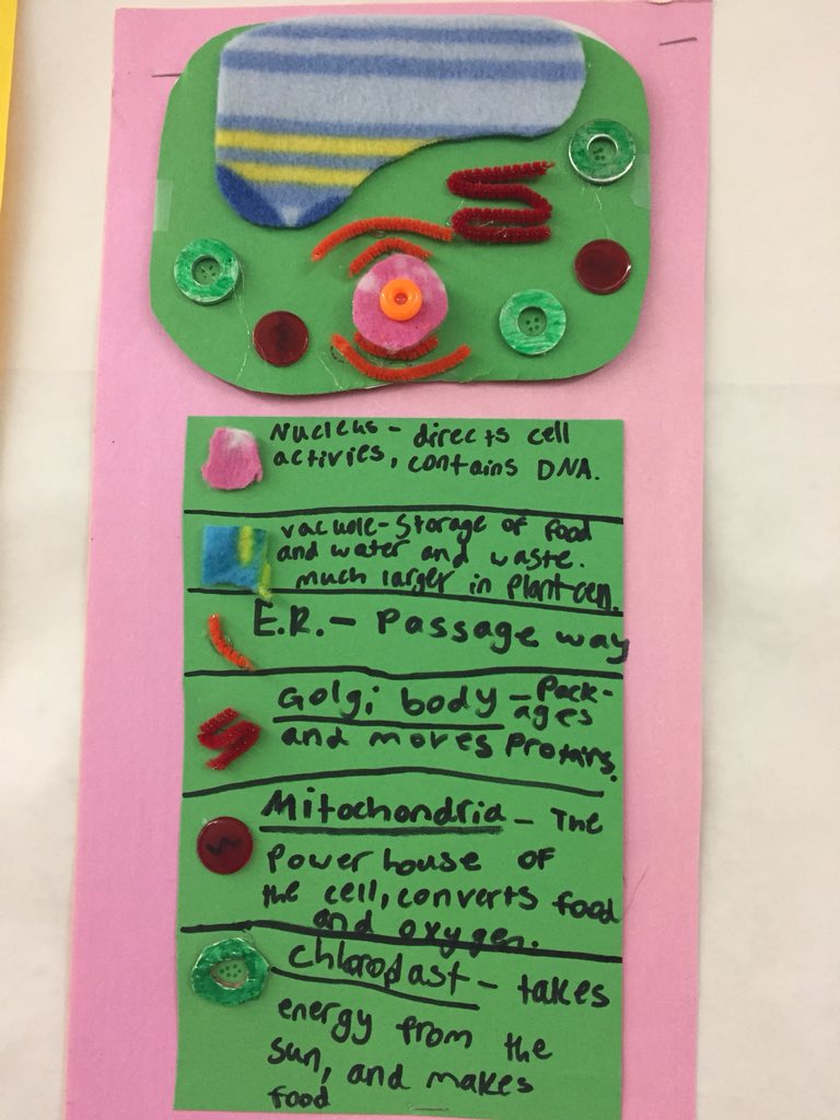SandyPopeLMS's tweet photo. Cell models are looking good! #WeAreLMS  #panthersscience https://t.co/I99QtgqUom