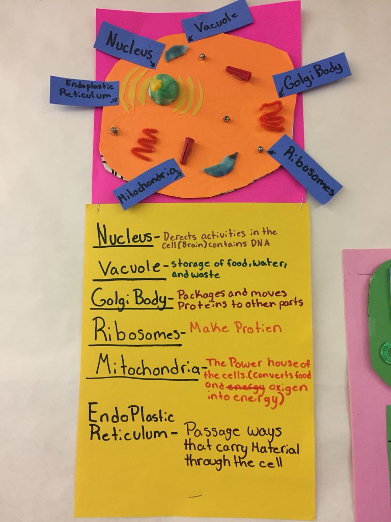 SandyPopeLMS's tweet photo. Cell models are looking good! #WeAreLMS  #panthersscience https://t.co/I99QtgqUom