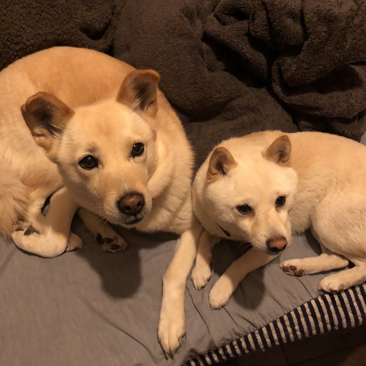 Tera And Pixel Good Night Dog Shiba Labrador Mix Cute Instadog Mameshiba 犬 芝 豆柴 ラブ ミックス 雑種 T Co Yzbsiuldko Twitter