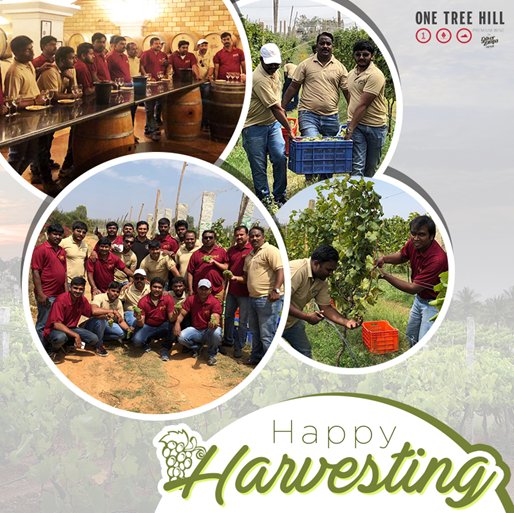 OTHWines's tweet photo. It’s harvest time at our vineyards. The best time of year to see how One Tree Hill goes from vine, to bottle to glass. #HappyHarvesting
Contact: Bangalore - 09901636346, Nashik - 08805000822 |https://t.co/7RVQBZnt6t  
#OneTreeHill #HarvestSeason https://t.co/g051ZCdG5F