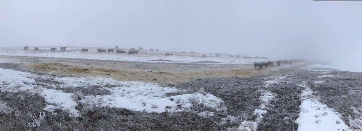 Get your gum boots ready. Gonna be a wet June. Fourth day of thick fog