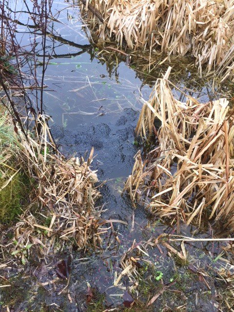idverde_Bromley's tweet image. Spring has certainly arrived (other than the weather). spawn, spawn everywhere in Bromley. If you see frogspawn in your parks, please just look and don't move. Also submit your records to @KentRAG