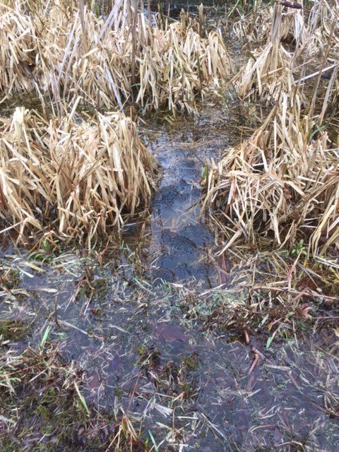 idverde_Bromley's tweet image. Spring has certainly arrived (other than the weather). spawn, spawn everywhere in Bromley. If you see frogspawn in your parks, please just look and don't move. Also submit your records to @KentRAG