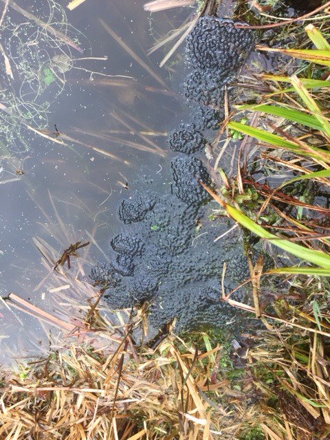 idverde_Bromley's tweet image. Spring has certainly arrived (other than the weather). spawn, spawn everywhere in Bromley. If you see frogspawn in your parks, please just look and don't move. Also submit your records to @KentRAG