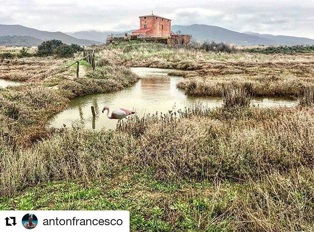 #Repost <a href="/antonfrancesco/">antonfrancesco</a> (<a href="/get_repost/">Repost</a>)
・・・
Fenicottero solitario alla Maison Rouge Ximenes saluta la nostra passeggiata. ⠀
#diacciabotrona #casarossaximenes #castiglionedellapescaia #grosseto #palude #fenicotteri #fenicotterorosa #igers #igersmaremma #countryside #country…