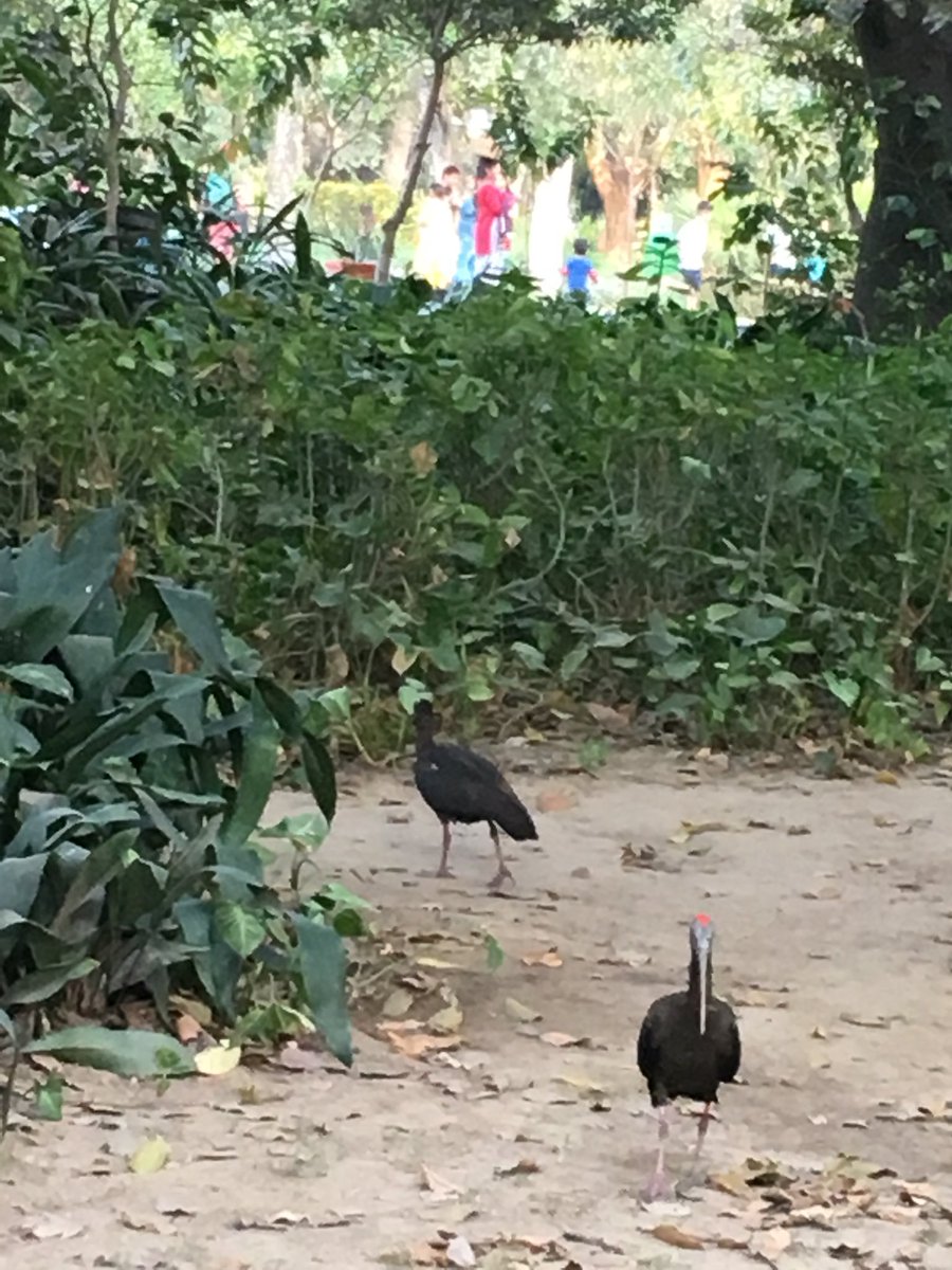 sinhau2000's tweet photo. Caught the duo in Lodi garden yesterday https://t.co/QFIdNQ0p63