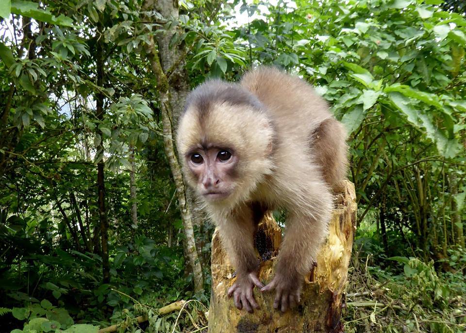 gailmayfordham's tweet photo. New from me @PeerJPreprints (with Mika Peck @SussexLifeSci &amp; Sam Shanee @PrimateInfo): Biogeographic analysis of #platyrrhines using updated taxonomic assessments to evaluate evidence for the Riverine Barrier Hypothesis. #EvolutionaryBiology #GIS #taxonomy https://t.co/1nQChJWEAx https://t.co/2jmWYhBvJ7