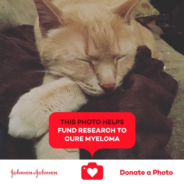 3DzMoM42012's tweet photo. #ccthecat #photoaday #jnj @donateaphoto #MyelomaWarrior https://t.co/oyviDjEoAq https://t.co/BX6UMrgMrw
