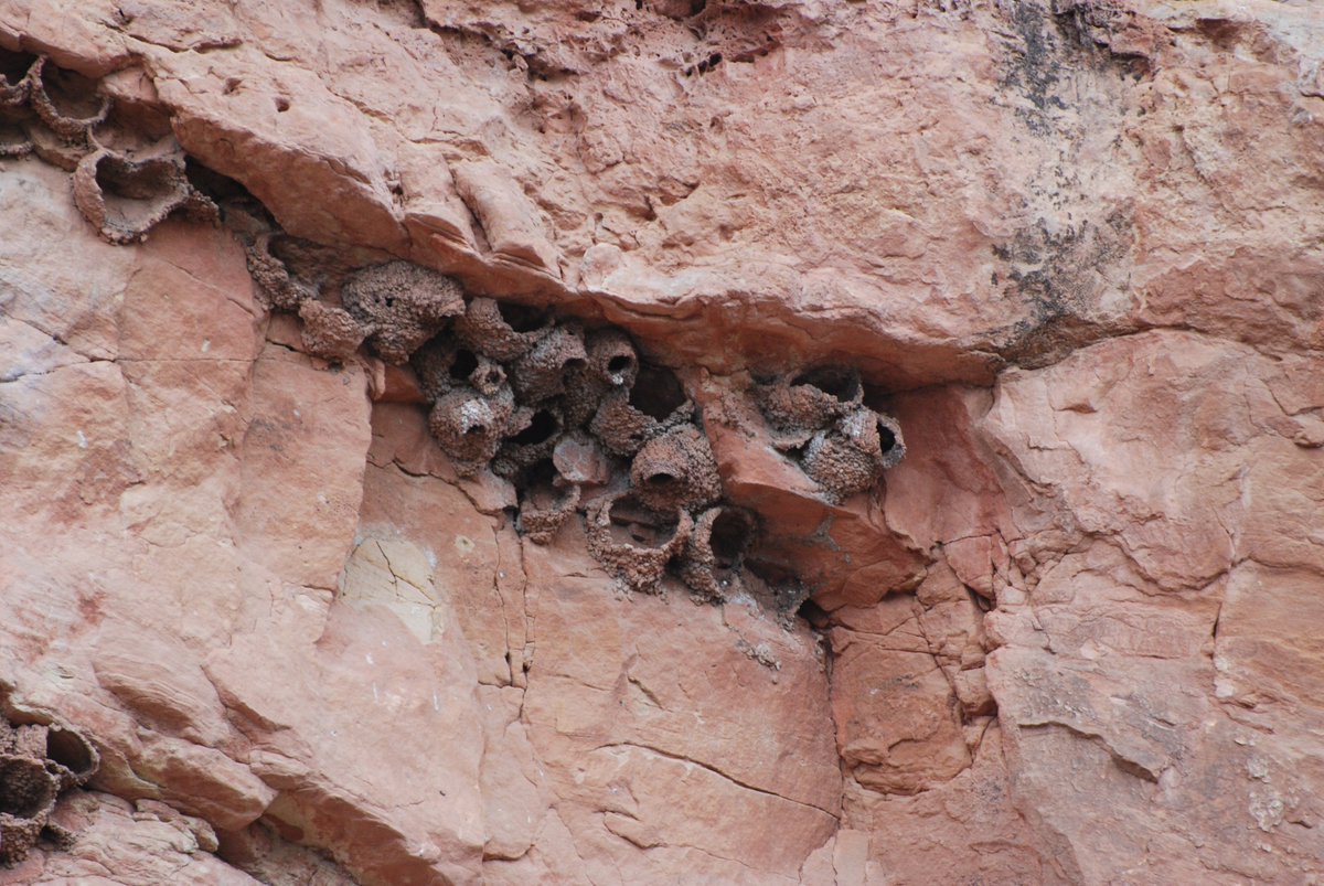 Wind Cave has a unique landscape with prairie, ponderosa pine forests, and limestone canyons. The canyons provide quiet areas for wildlife to nest, including swallows. If you are hiking, make sure to look up! Swallows like to build mud nests high up on the walls. #MagnifiedMonday