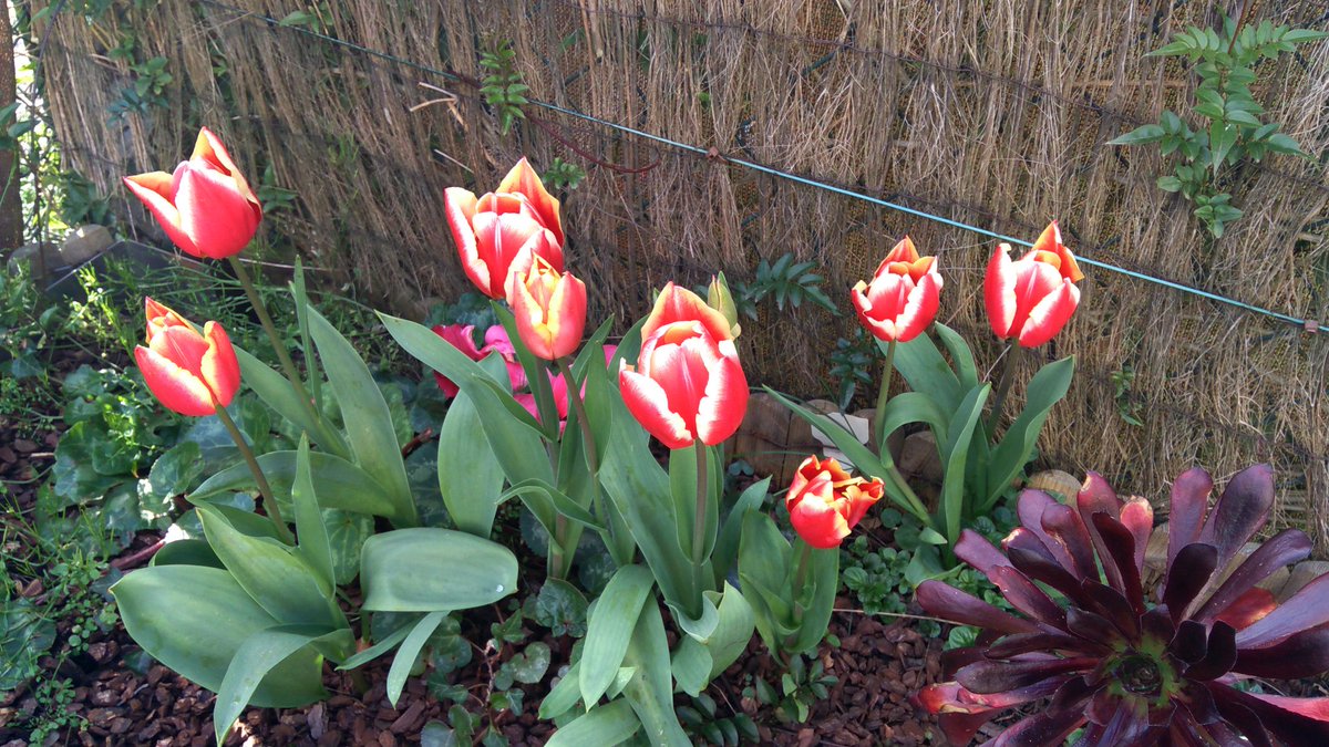 iglesario's tweet photo. Primavera??....parece que sí https://t.co/5L5VsGBp0V