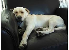 OPINpets's tweet photo. Making those adoptables feel at home! Animal Shelter Asks For Armchair Donations For Dogs via @aplusapp https://t.co/CA0pR1iKLq #AdoptDontShop #RescueDogs #MotivationMonday #NationalNappingDay https://t.co/1z8GJxDNH1