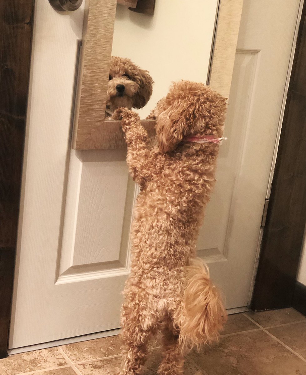 VentureALaMode's tweet photo. Yeah, my puppy is glam. I get ready in the morning and of course she does too. 😂🐶💕 #CharlieGirl #GlamPup #PoshPet #MondayMood https://t.co/S4CgGBi96D