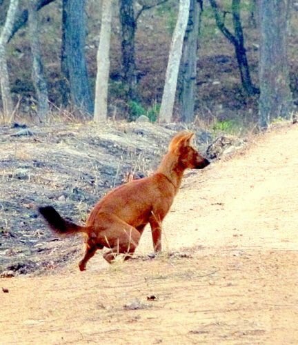 arjun_srivathsa's tweet photo. @iamscicomm Asiatic wild dog or โdholeโ in India. A pic from the field and my #SciToon version of it :) https://t.co/bOyRP46gSY