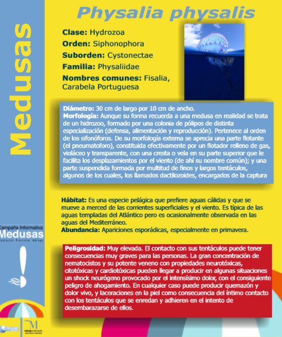 PCMalaga's tweet image. Cuidado con este tipo de medusas, la Carabela portuguesa. Están apareciendo en playas de Málaga y son peligrosas. No las toque, ya estén dentro o fuera del agua. Infografía: Aula del mar