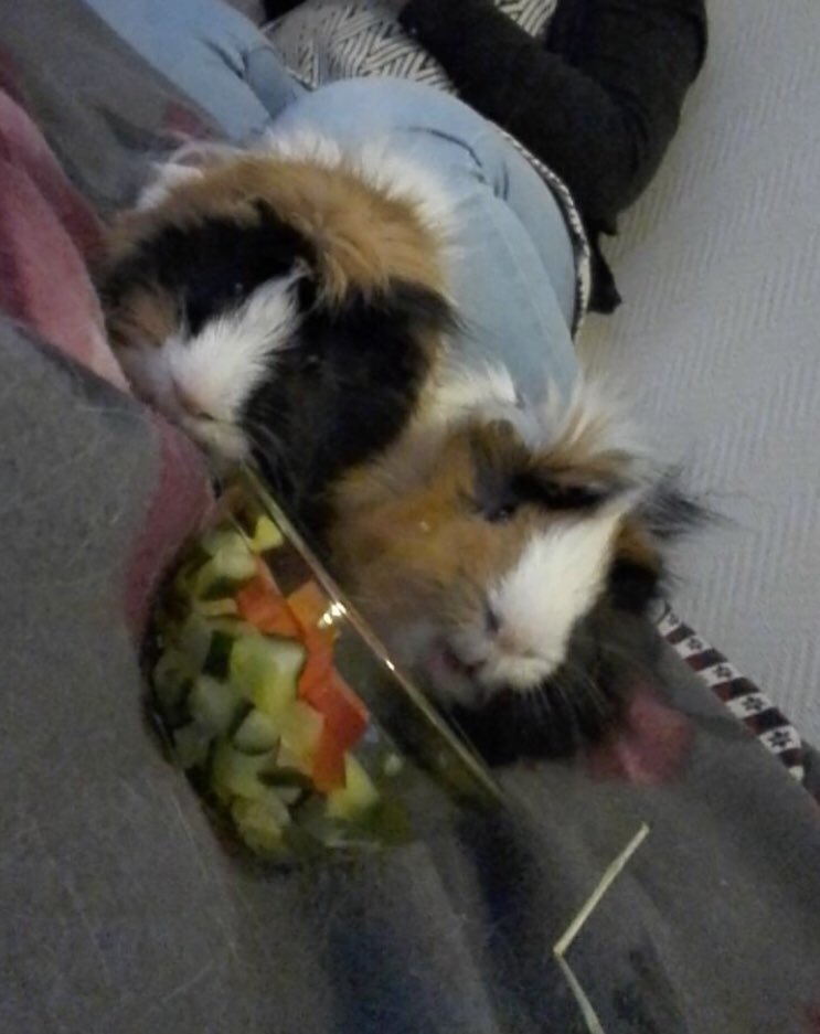 FlyersGirlNath's tweet photo. #guineapig #GuineaPigs https://t.co/XDIhcM5Epm