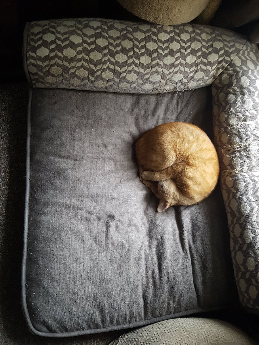AgilitywAmanda's tweet photo. #NationalNappingDay #omg is this #really a #thing ?!

To #celebrate here's a #picture of my #cat Oliver #hogging the #dog #bed #lol

#masternapper #cats #CatsOfTwitter #CatsRule #CatsWin #nap #NappingDay #napping #naps #sleep #sleeping #cute #cutecat #CuteCats #CuteAnimals https://t.co/I1jqp81STr