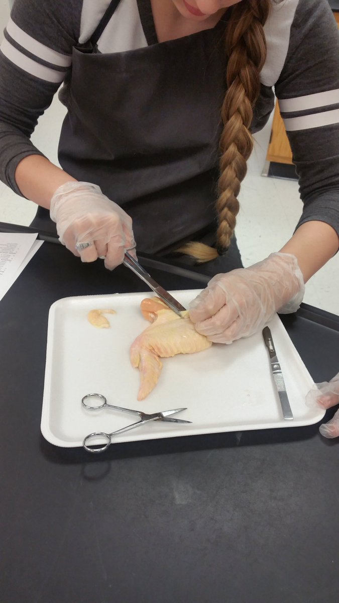 krob5570's tweet photo. Chicken wing dissection to compare chicken wing muscles with human arm muscles. #ahsengagement #anatomyrocks https://t.co/bVDHle3dZZ