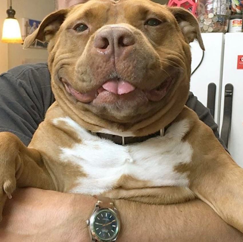 AMAZlNGNATURE's tweet photo. Here’s some pictures of smiling pit bulls to brighten your day 🐶 https://t.co/TfmJN1pdCK