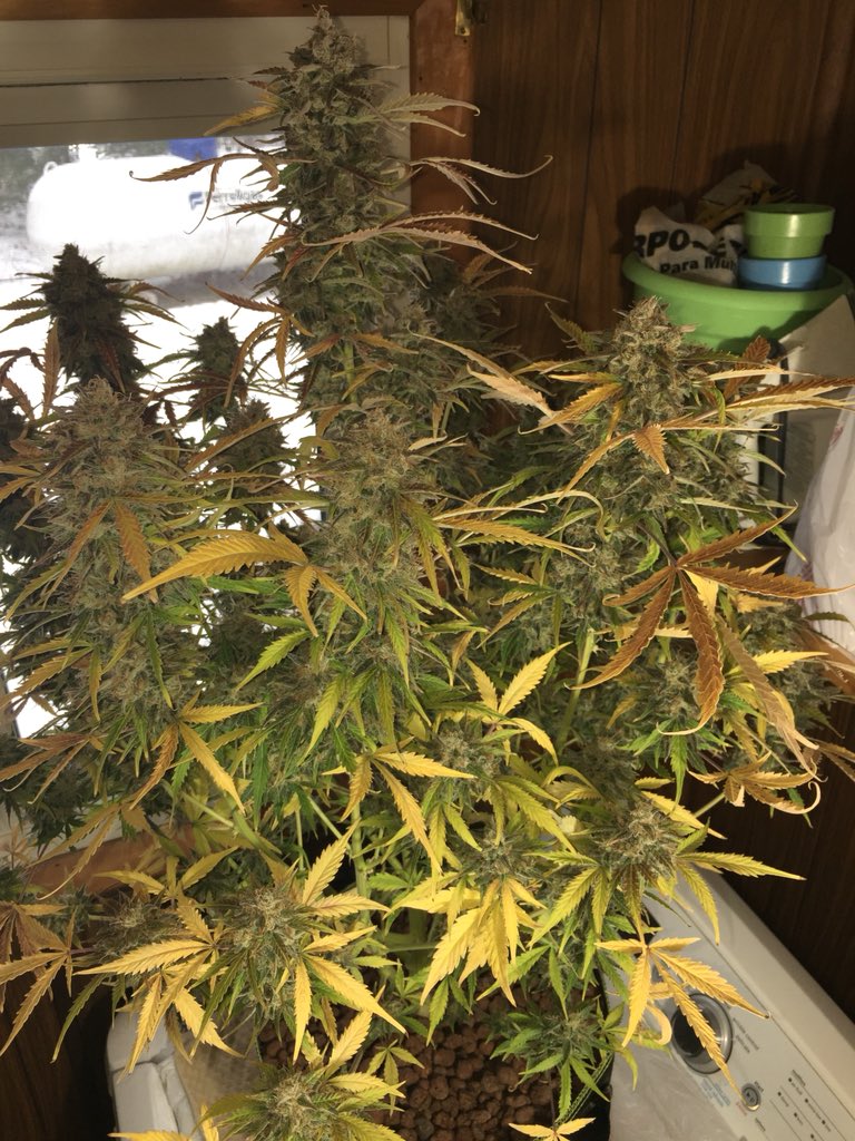 LaboratoriesC's tweet image. The time has come!! 
Trimming day!!
Crop Circle
By Cream of the Crop seeds
Day 103 from bean pop
Will be posting wet/dry weights ASAP #cannabis #budporn #creamofthecropseeds