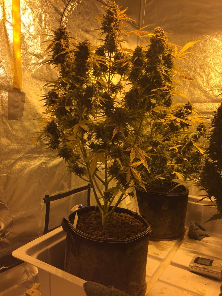LaboratoriesC's tweet image. The time has come!! 
Trimming day!!
Crop Circle
By Cream of the Crop seeds
Day 103 from bean pop
Will be posting wet/dry weights ASAP #cannabis #budporn #creamofthecropseeds
