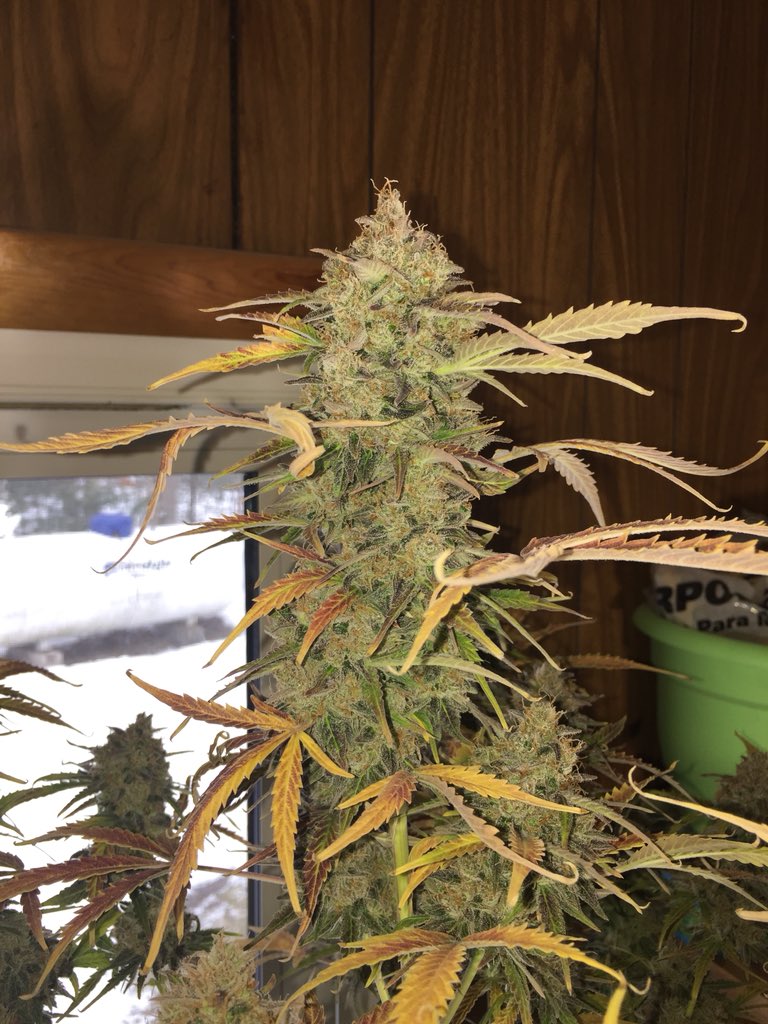 LaboratoriesC's tweet image. The time has come!! 
Trimming day!!
Crop Circle
By Cream of the Crop seeds
Day 103 from bean pop
Will be posting wet/dry weights ASAP #cannabis #budporn #creamofthecropseeds