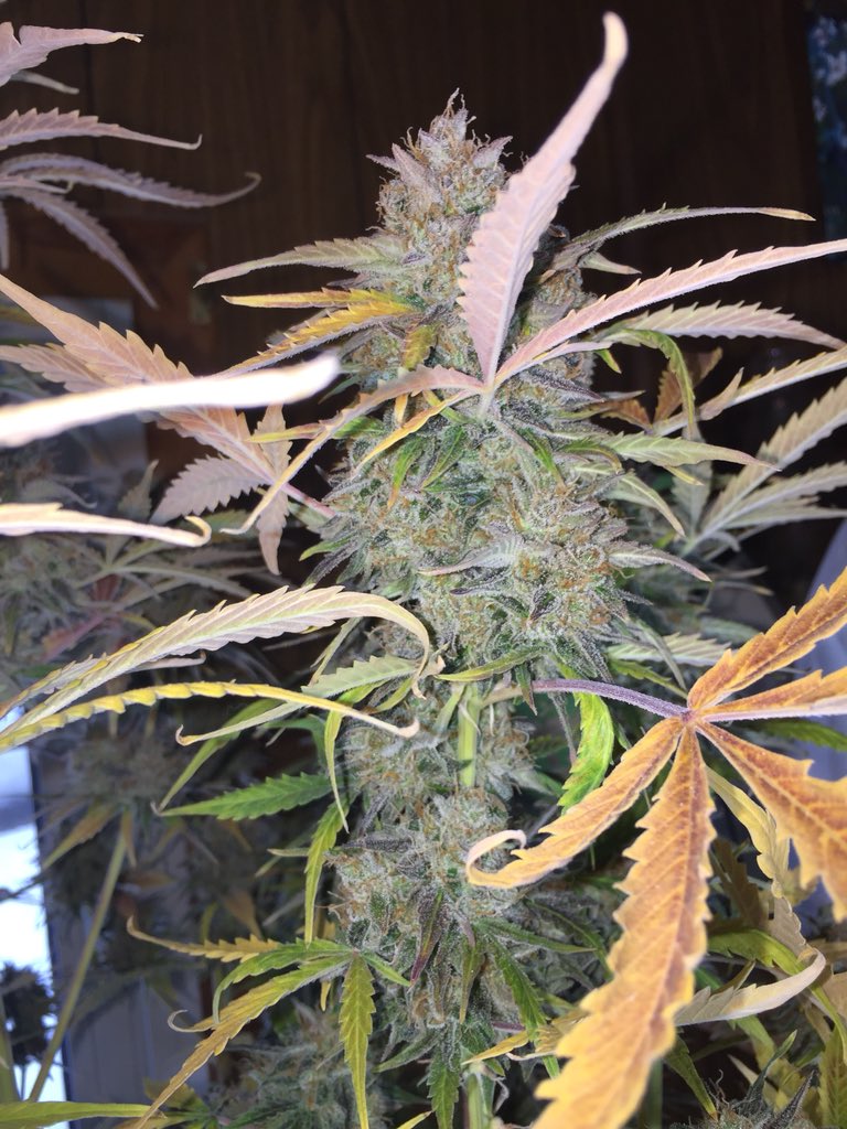 LaboratoriesC's tweet image. The time has come!! 
Trimming day!!
Crop Circle
By Cream of the Crop seeds
Day 103 from bean pop
Will be posting wet/dry weights ASAP #cannabis #budporn #creamofthecropseeds